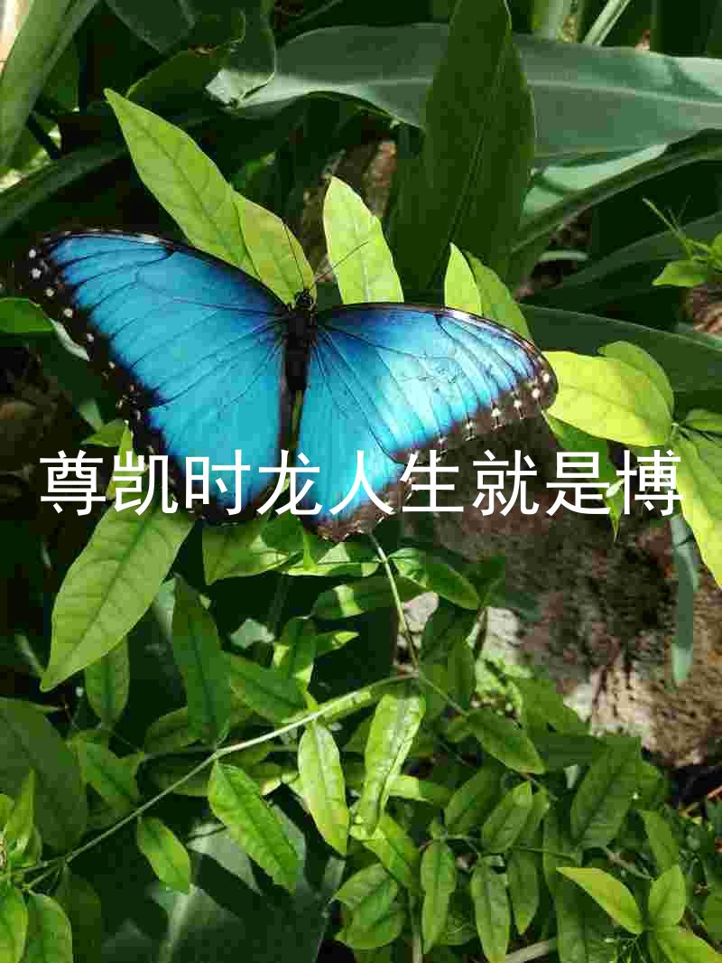 尊凯时龙人生就是博